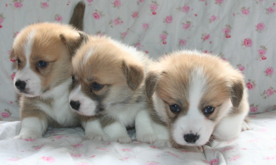 Puppies